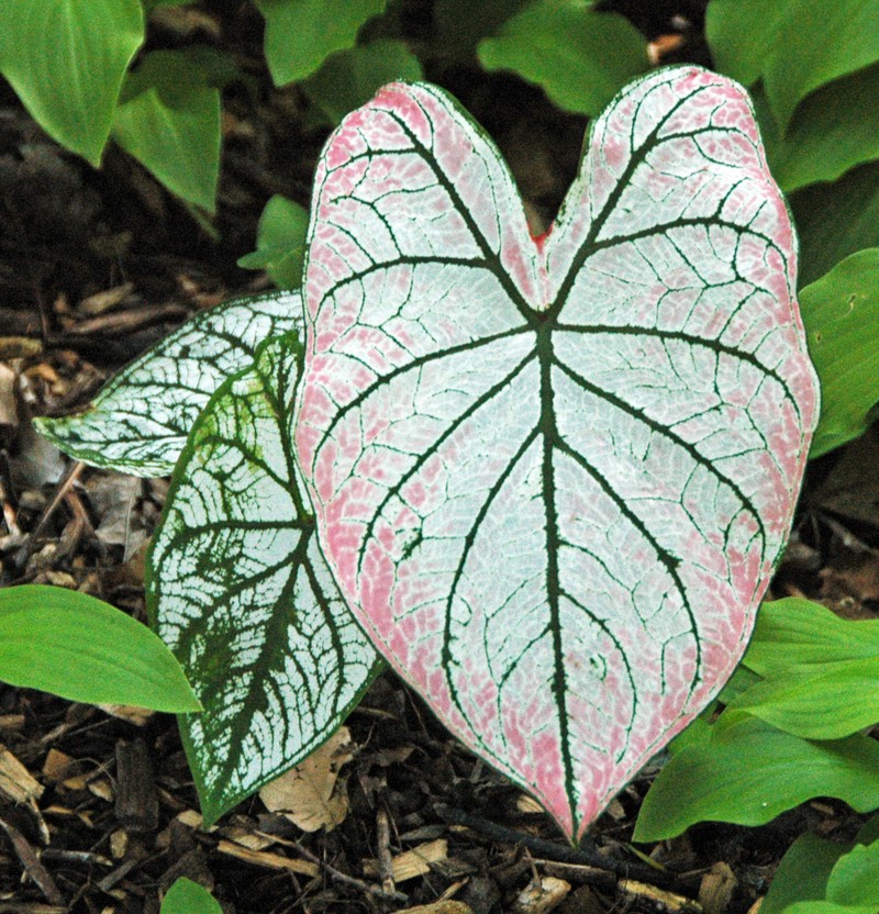 Heart Of Jesus photo 8