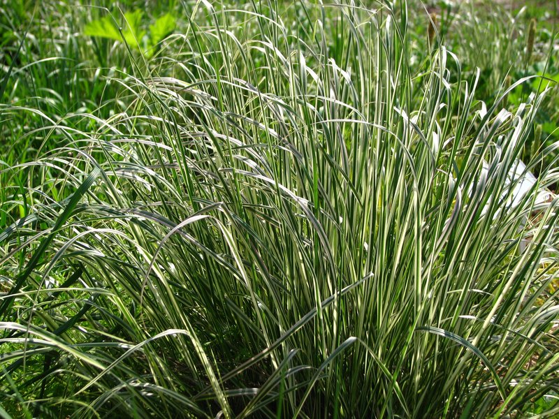 Feather Reed Grass