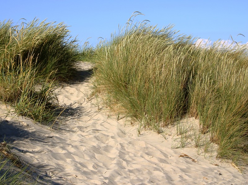 European Beachgrass