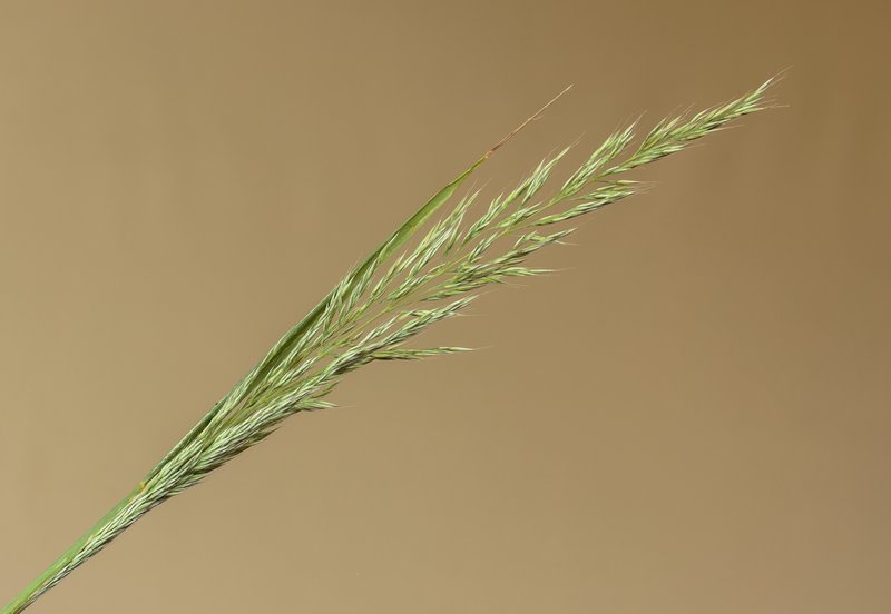 Calamagrostis arundinacea