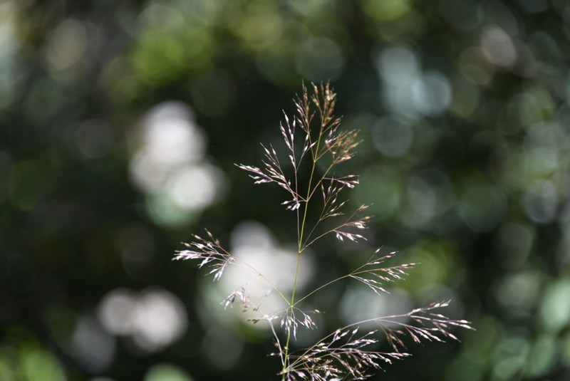 Bolander's Reedgrass photo 2
