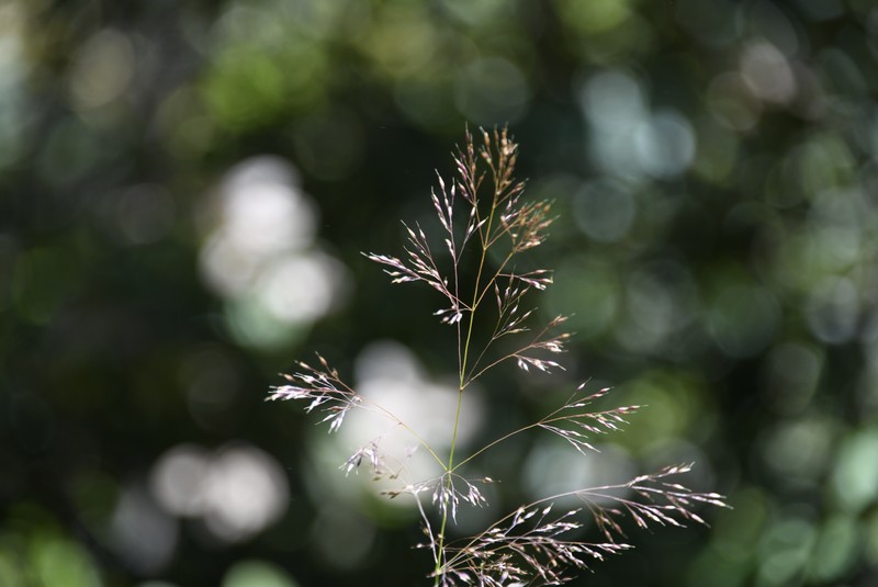 Bolander's Reedgrass photo 3