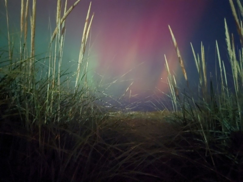 American Beachgrass