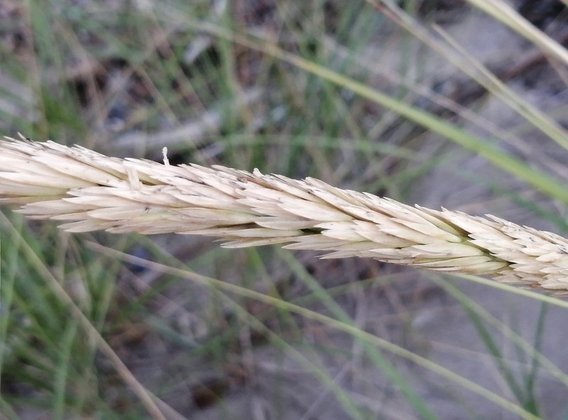 American Beachgrass photo 2