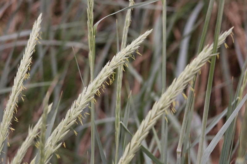 American Beachgrass photo 3