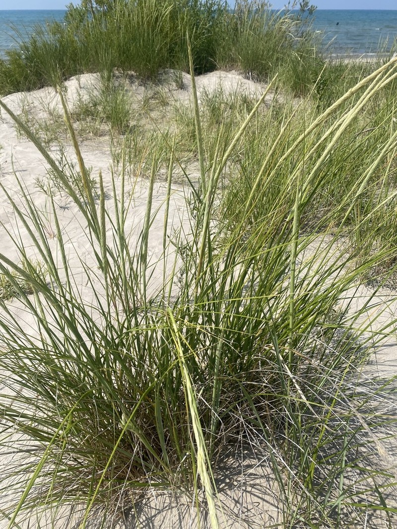 American Beachgrass photo 4