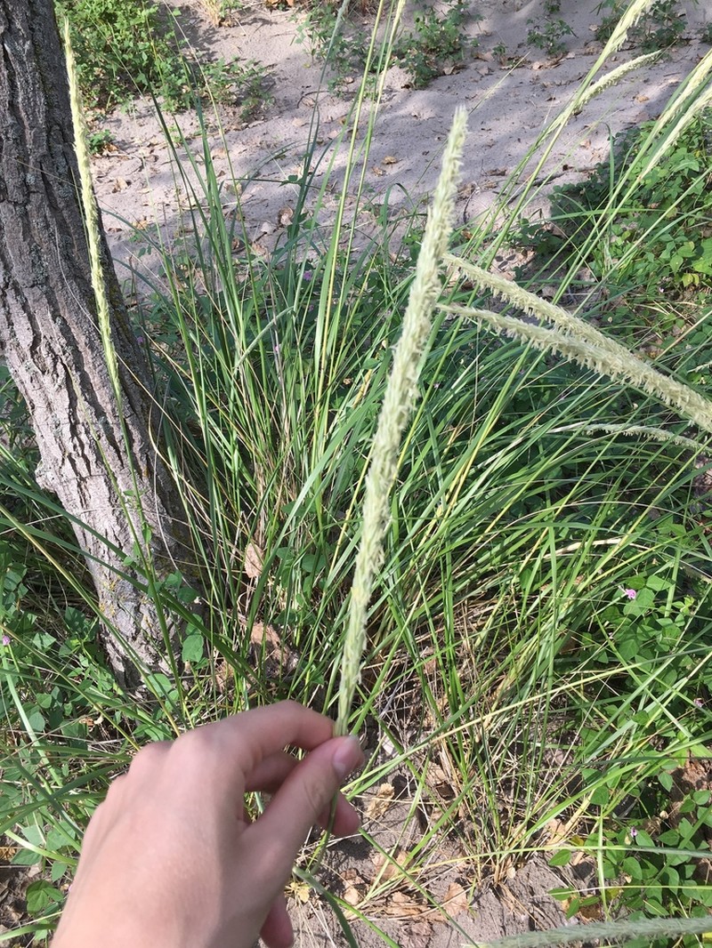 American Beachgrass photo 5