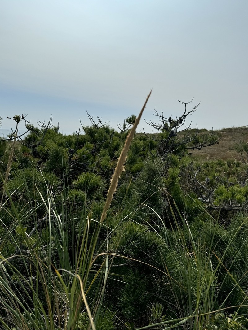 American Beachgrass photo 6