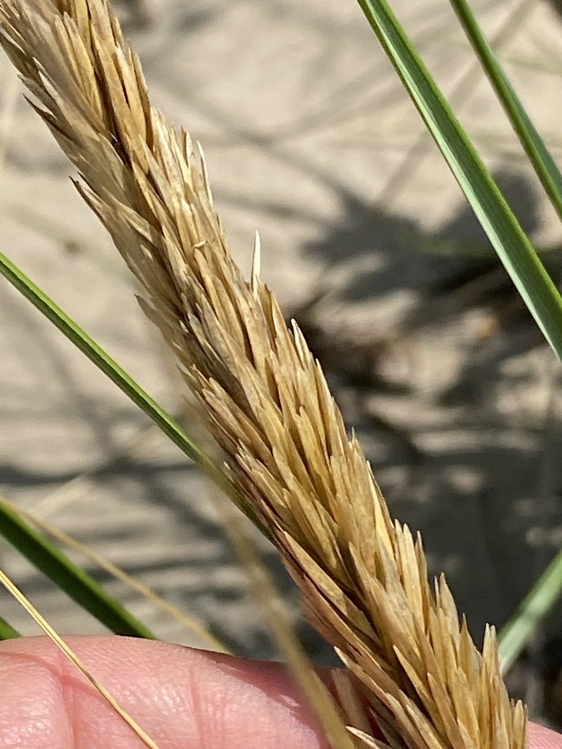 American Beachgrass photo 7