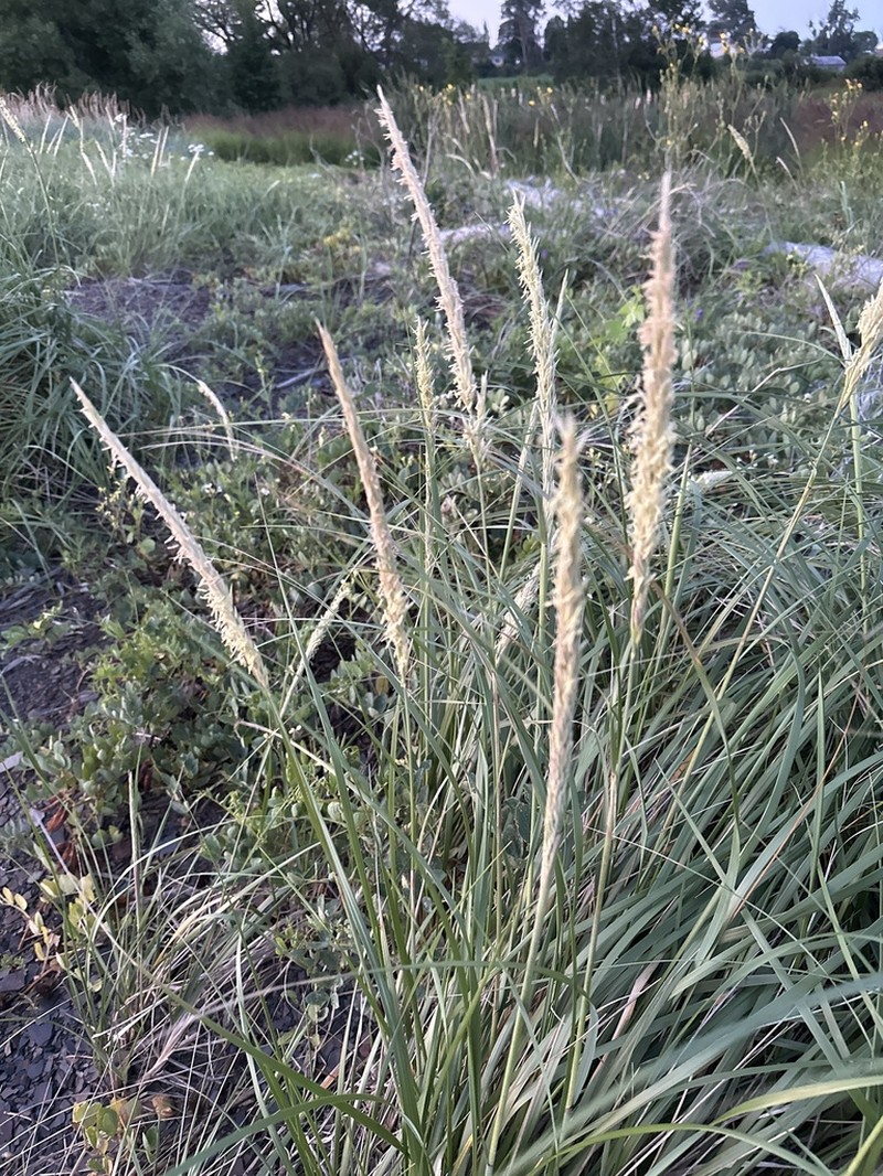 American Beachgrass photo 8
