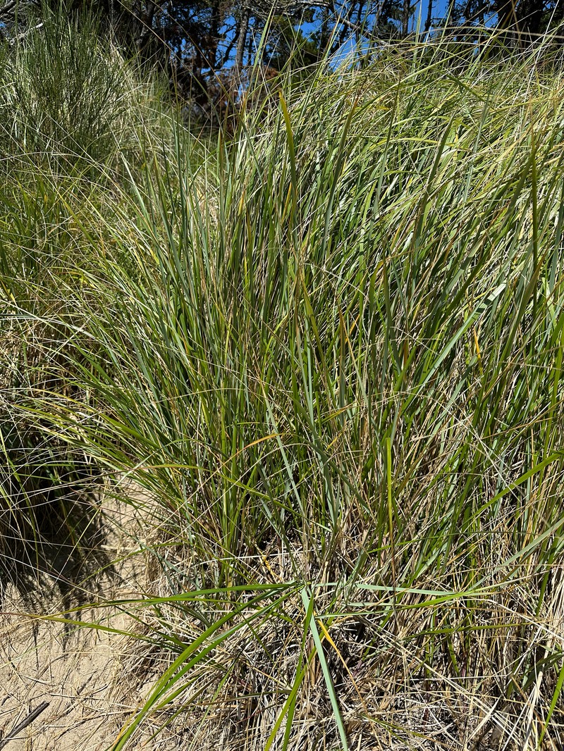 Calamagrostis breviligulata subsp. breviligulata