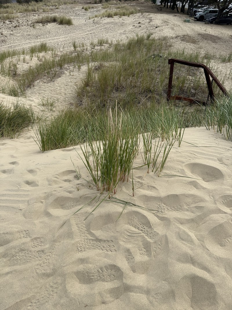 Calamagrostis breviligulata subsp. breviligulata photo 2