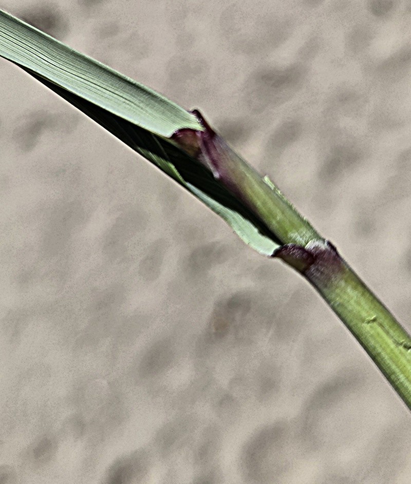 Calamagrostis breviligulata subsp. breviligulata photo 3