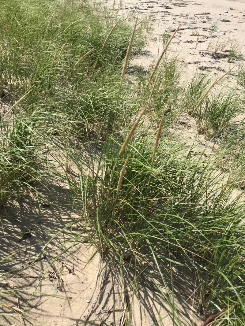 Calamagrostis breviligulata subsp. breviligulata photo 4