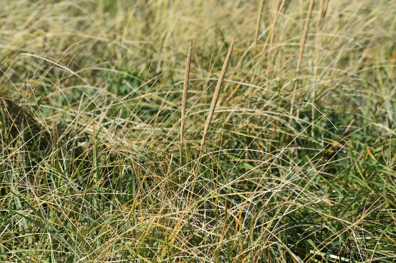 Calamagrostis breviligulata subsp. breviligulata photo 5