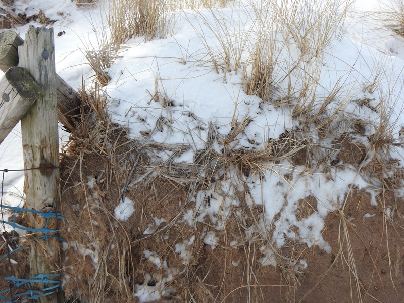 Calamagrostis breviligulata subsp. breviligulata photo 6