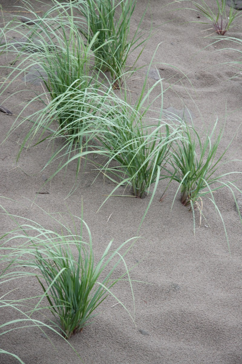 Calamagrostis breviligulata subsp. breviligulata photo 7