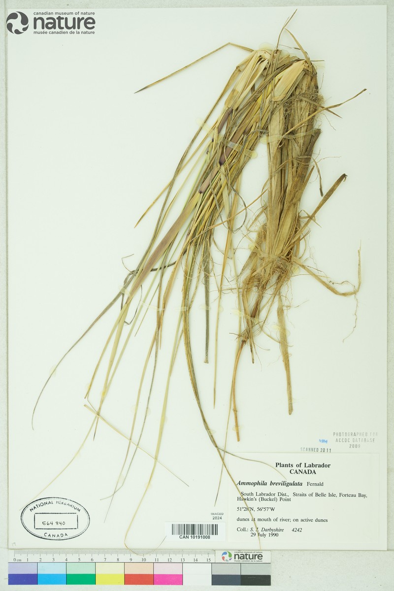Calamagrostis breviligulata subsp. breviligulata photo 8