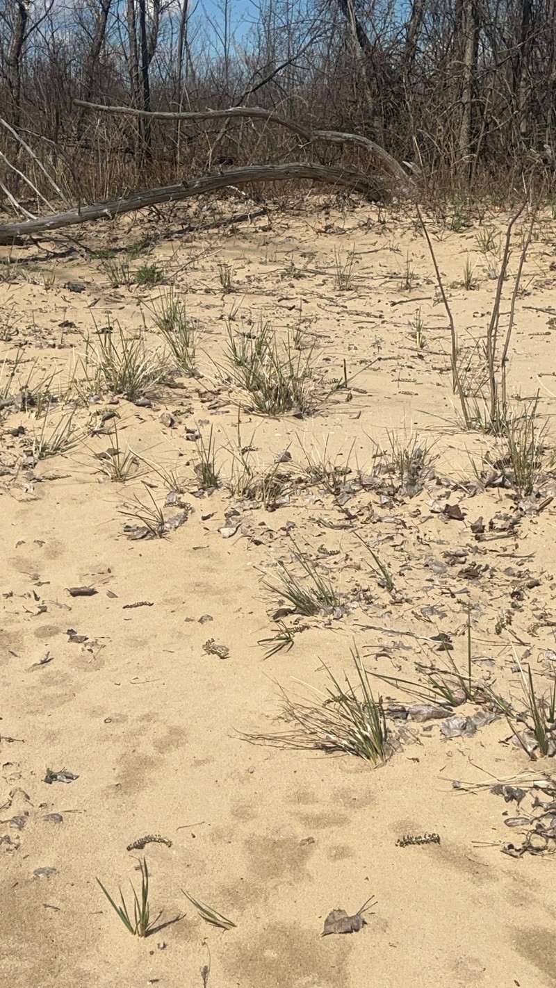 Champlain Beachgrass