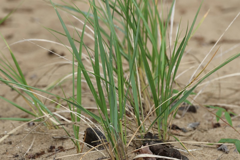 Champlain Beachgrass photo 2