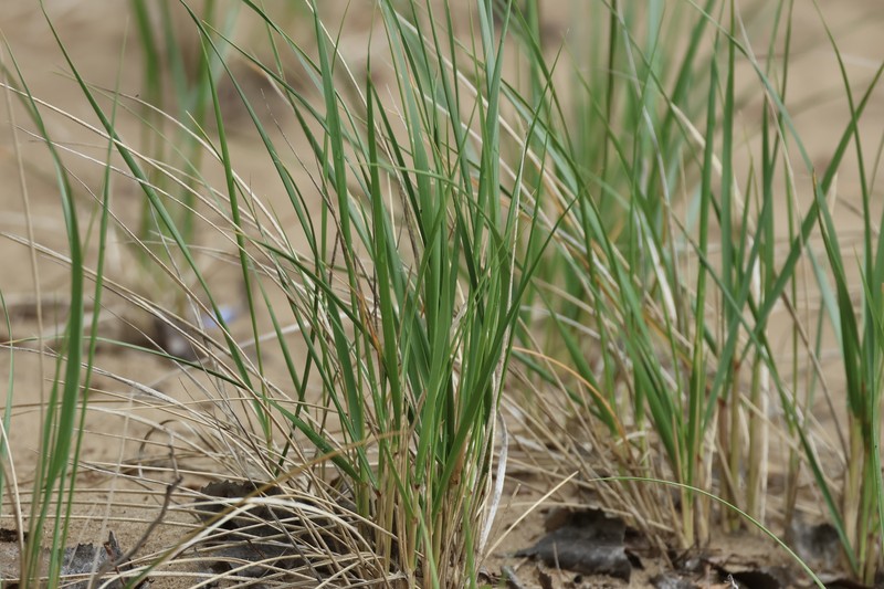 Champlain Beachgrass photo 3