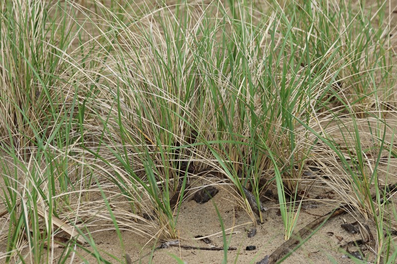 Champlain Beachgrass photo 4