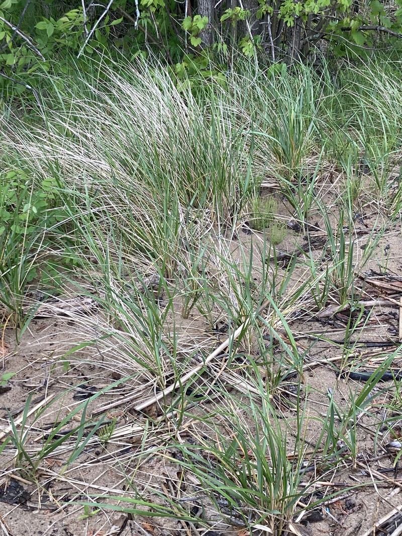 Champlain Beachgrass photo 5