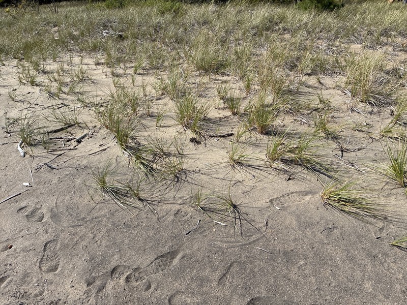 Champlain Beachgrass photo 6