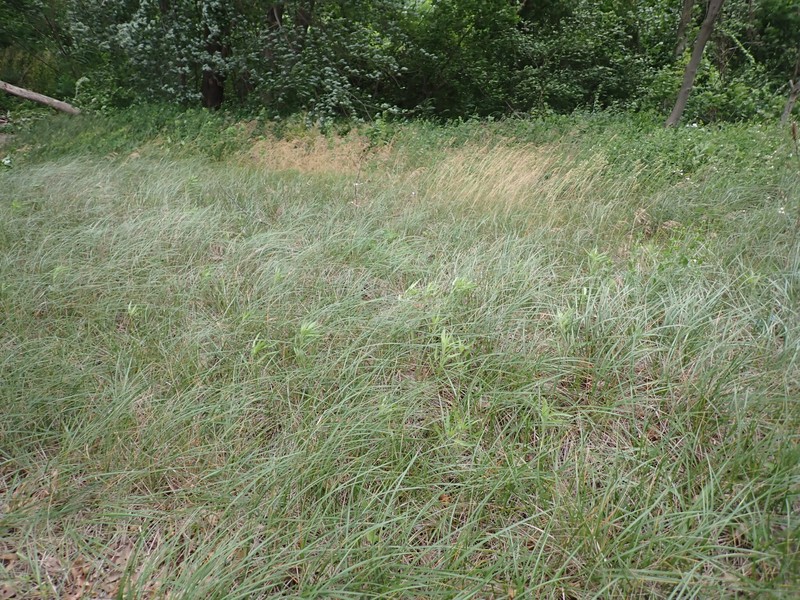 Champlain Beachgrass photo 7