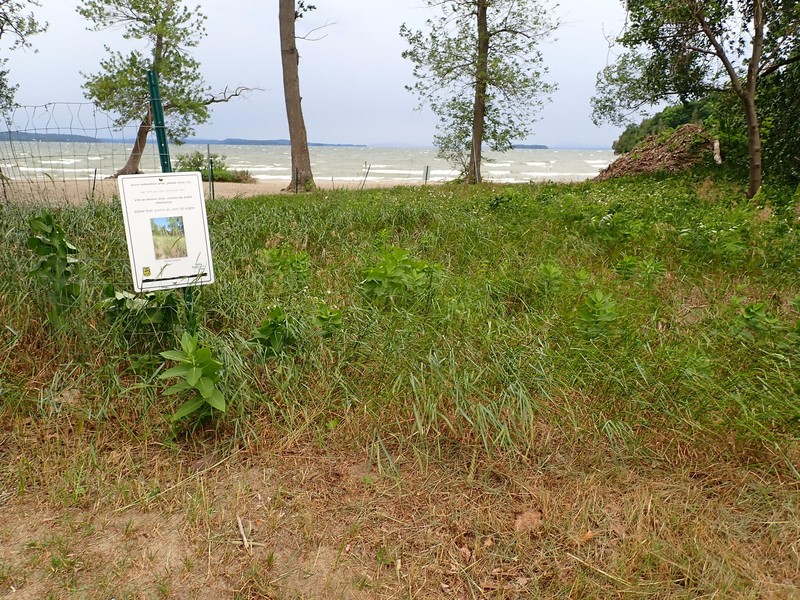 Champlain Beachgrass photo 8