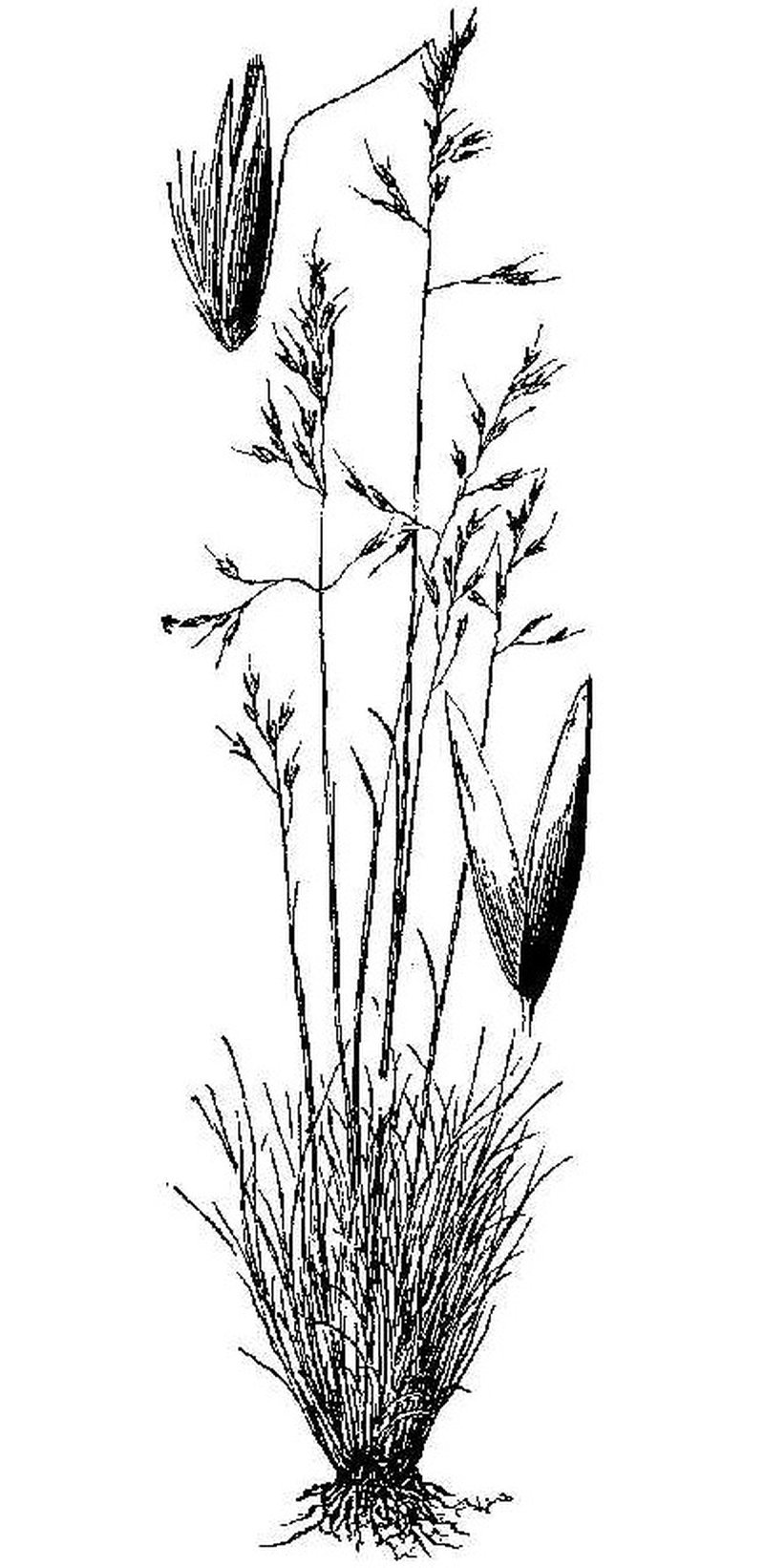 Shorthair Reedgrass