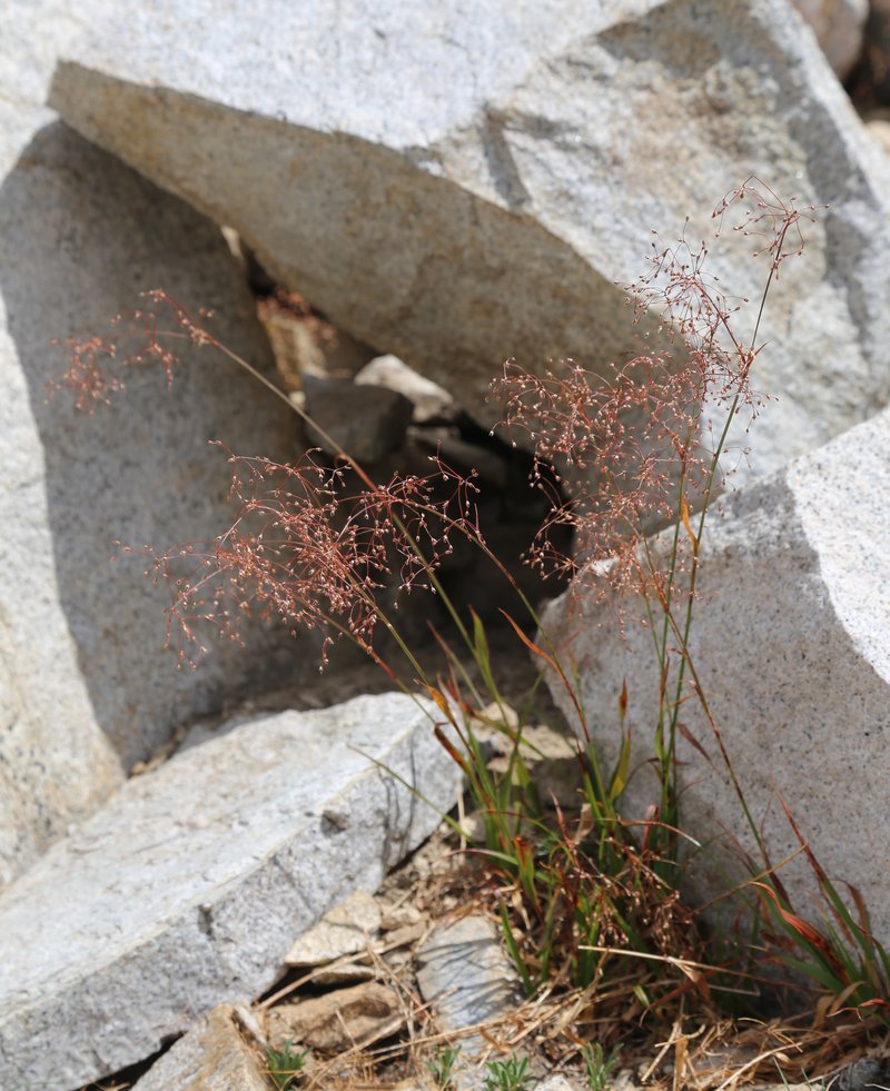 Shorthair Reedgrass photo 2