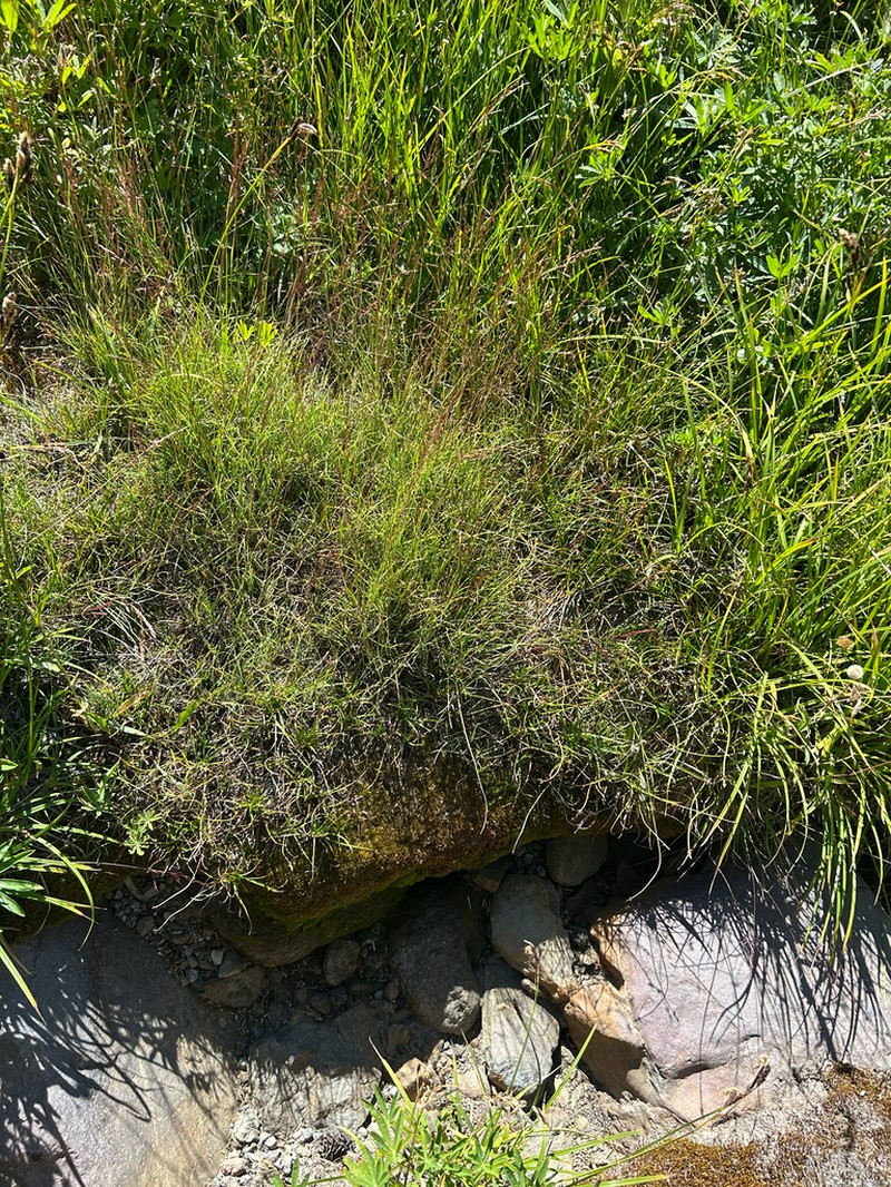 Shorthair Reedgrass photo 3