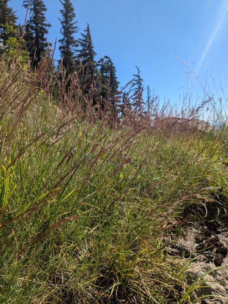 Shorthair Reedgrass photo 4