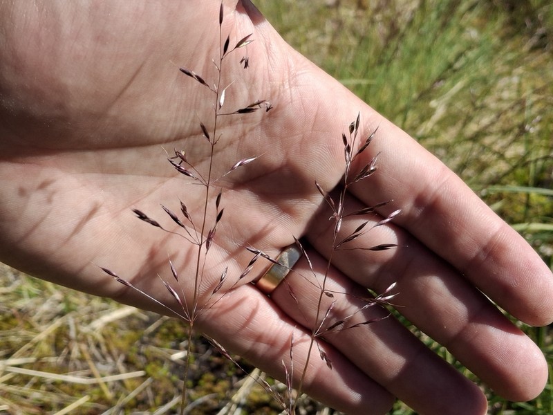 Shorthair Reedgrass photo 5