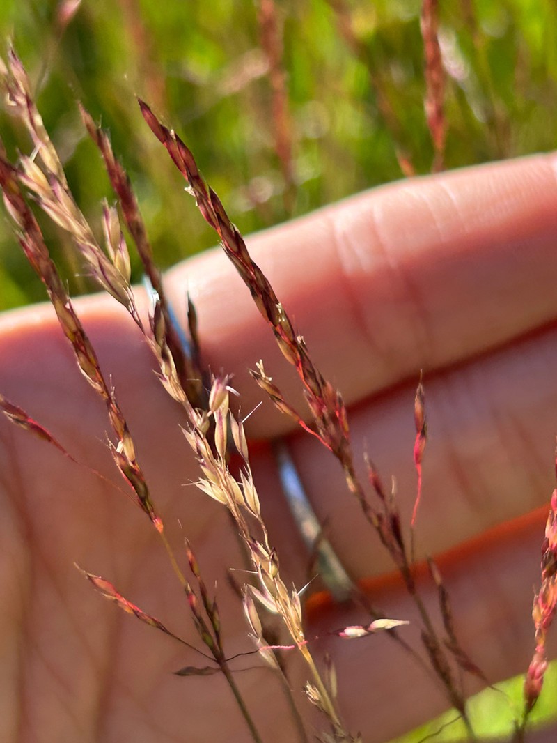 Shorthair Reedgrass photo 6