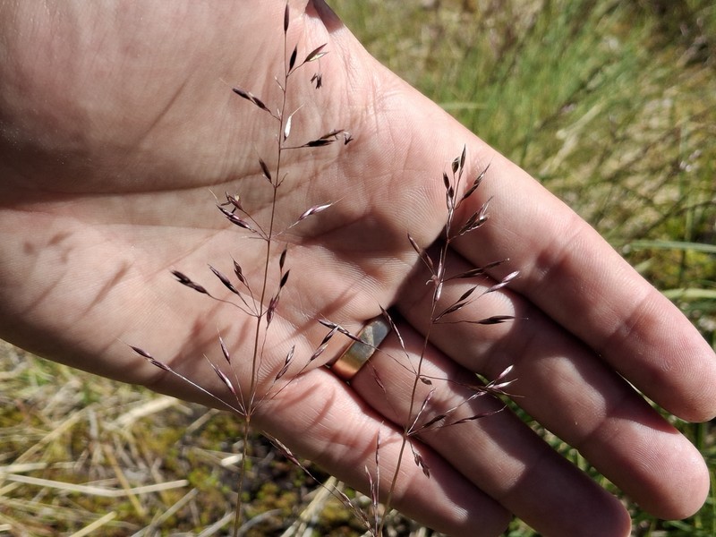 Shorthair Reedgrass photo 7