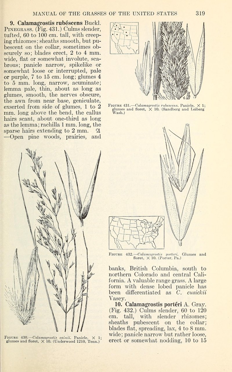 Cain's Reedgrass