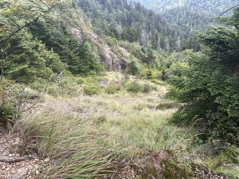 Cain's Reedgrass