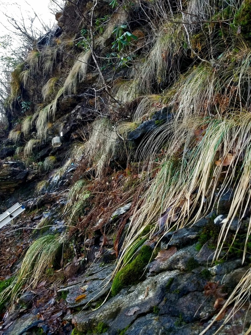 Cain's Reedgrass photo 2