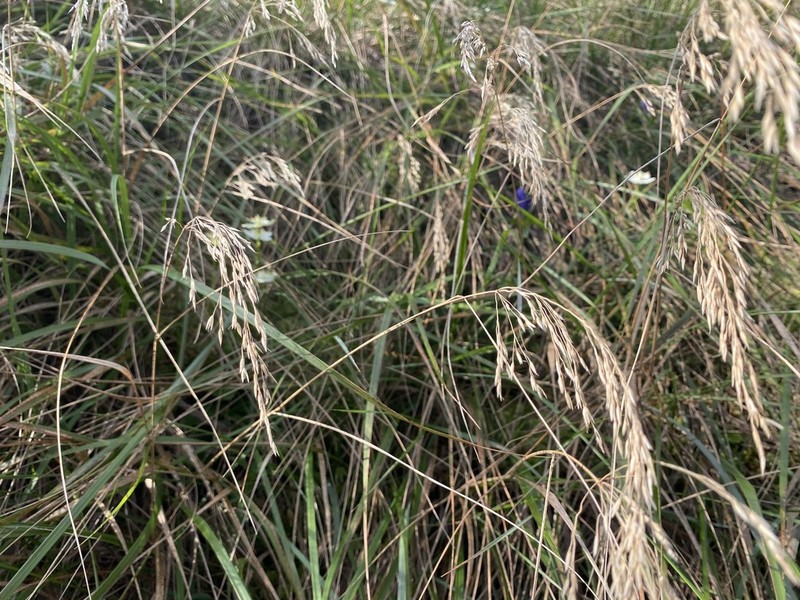 Cain's Reedgrass photo 4