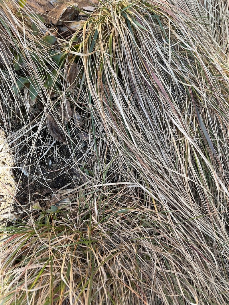 Cain's Reedgrass photo 5