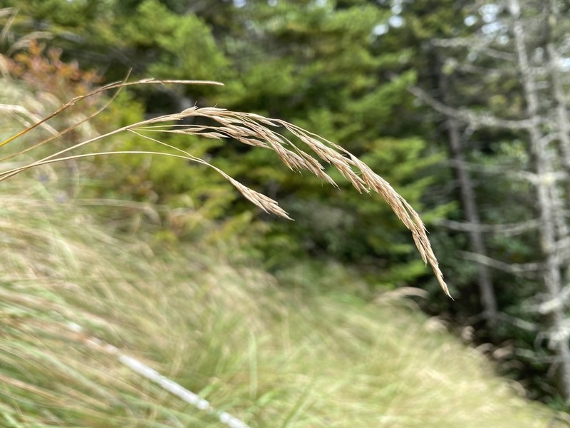Cain's Reedgrass photo 6