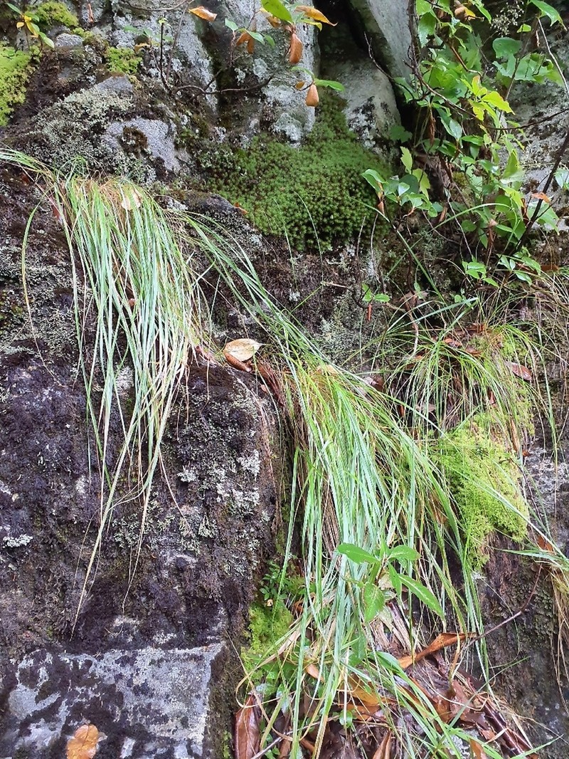 Cain's Reedgrass photo 7