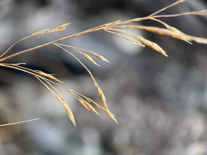 Cain's Reedgrass photo 8