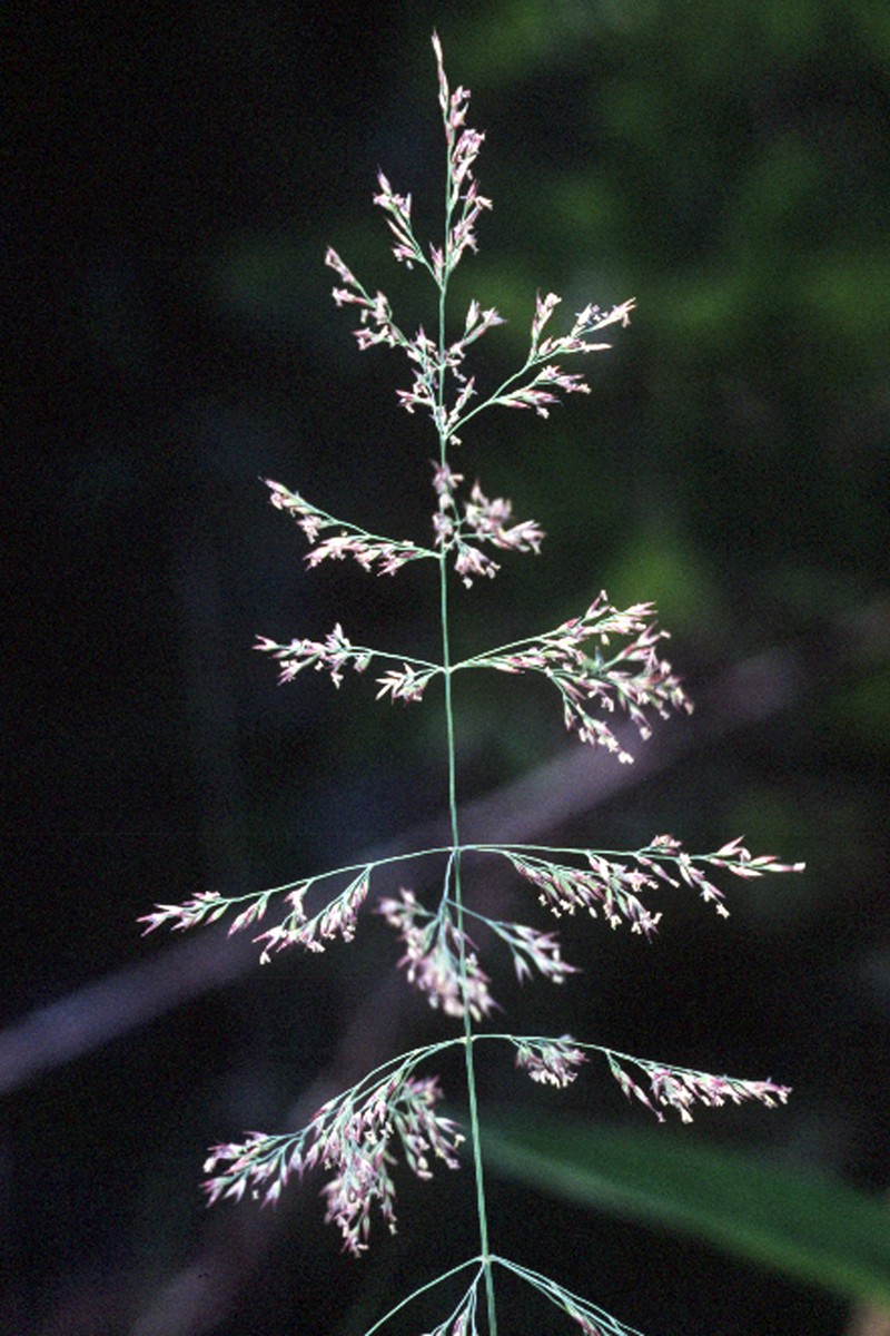 Circumpolar Reedgrass