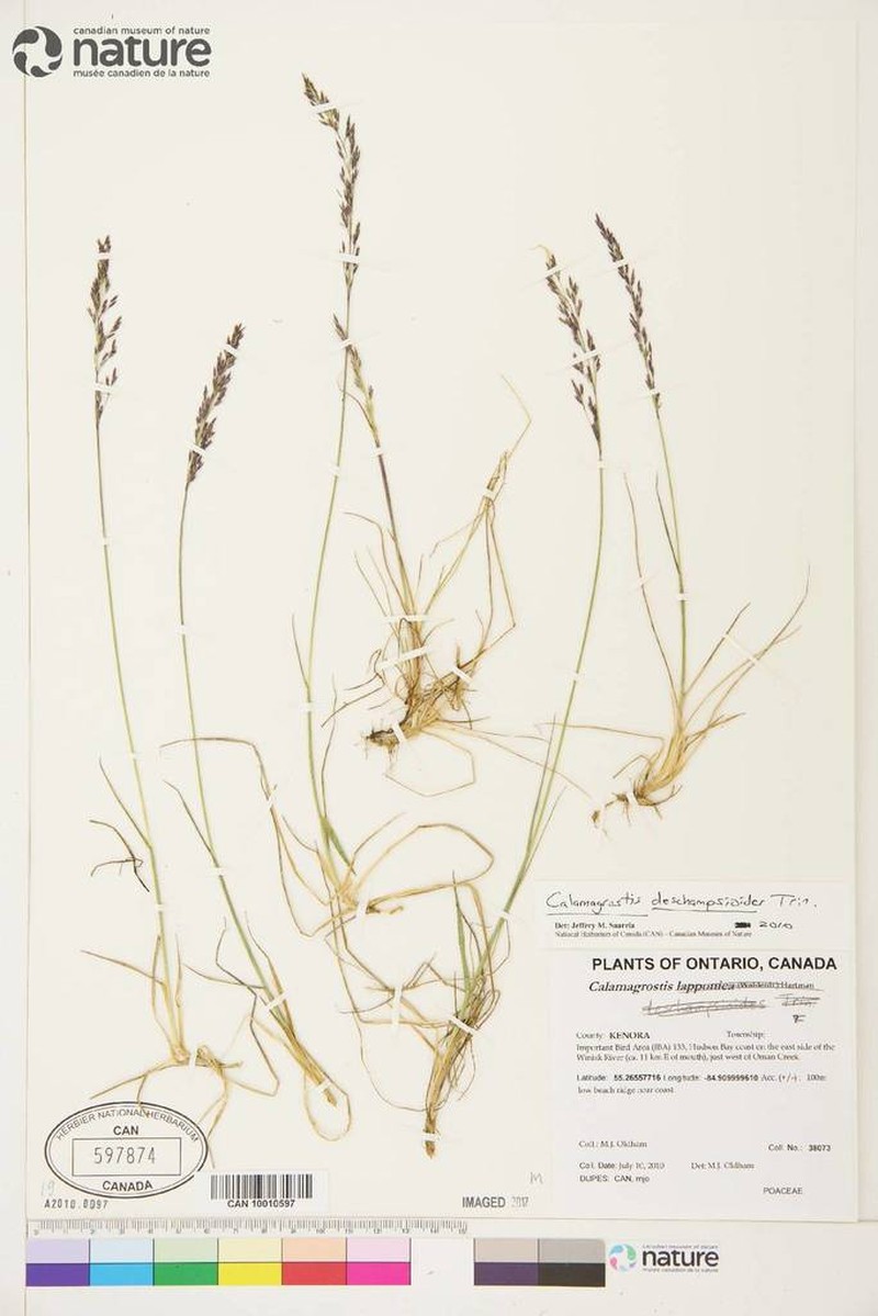 Circumpolar Reedgrass