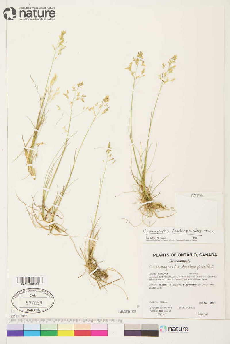Circumpolar Reedgrass photo 2