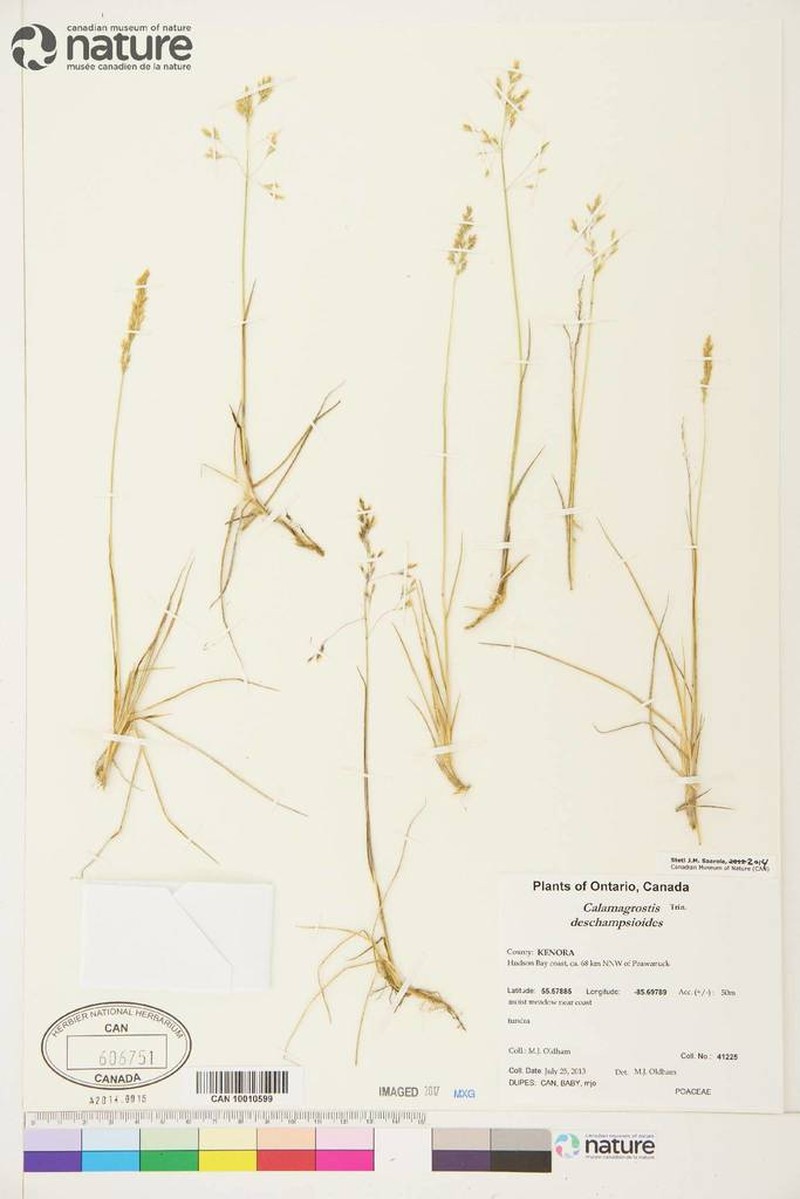 Circumpolar Reedgrass photo 3