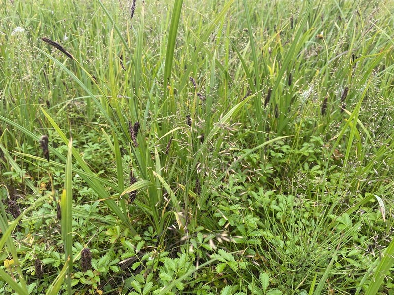 Circumpolar Reedgrass photo 4